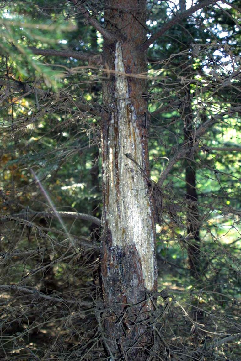 Abwehr von Wildschäden Forestbook