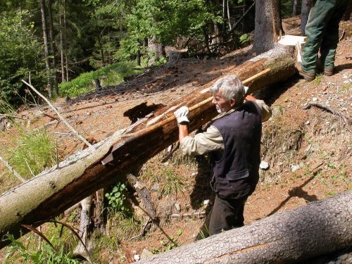 Rindenschlitzen tötet Borkenkäfer ab | Forestbook